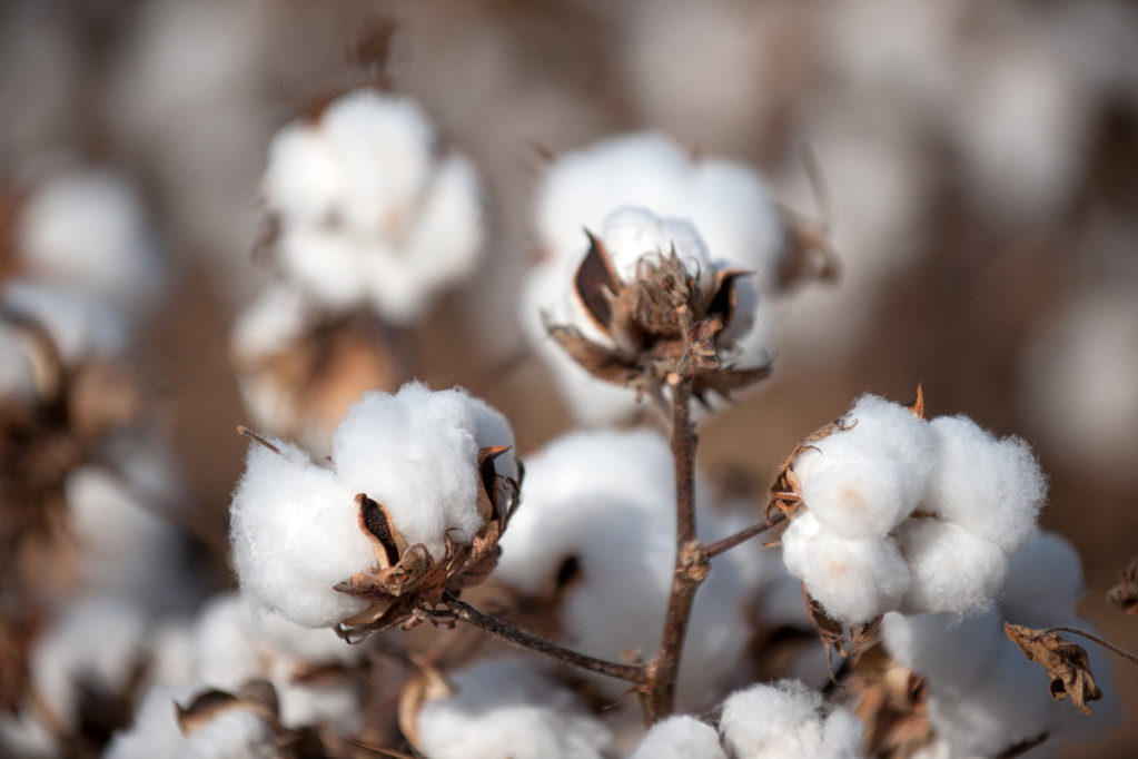 国内新作存增产预期 棉花或将继续弱势运行