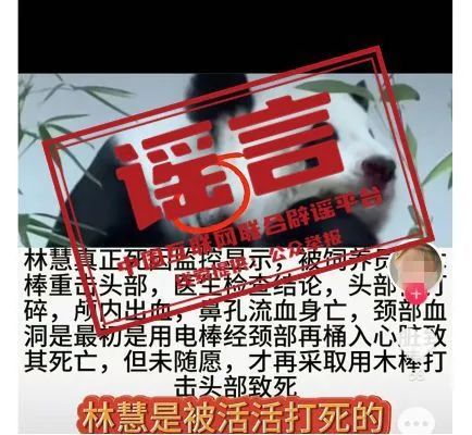 （2024年5月24日）今日辟谣：旅泰大熊猫“林惠”系被殴打致死？