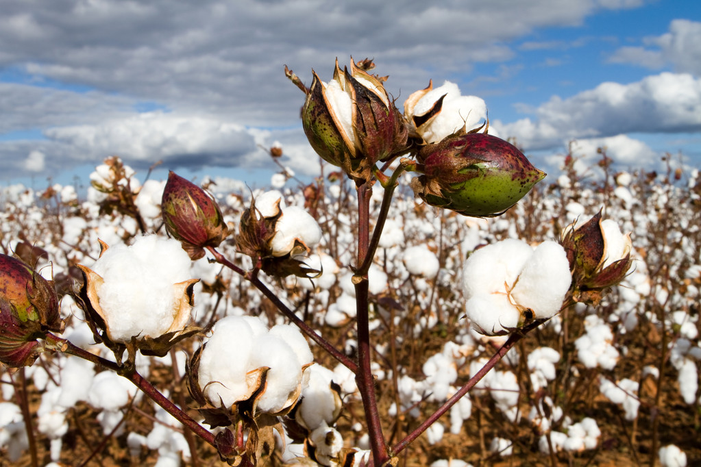 需求端目前正处于淡季 棉花价格反弹空间或有限