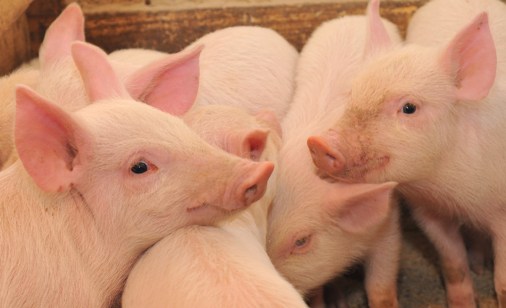 市场需求恢复较慢 生猪短期或以偏弱调整为主