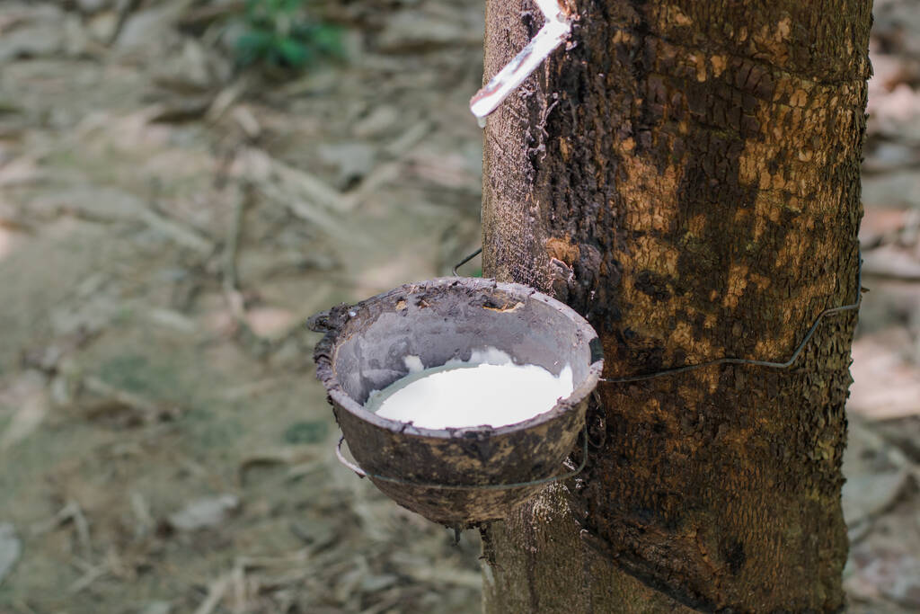 市场整体看涨情绪高涨 橡胶短期或将保持强势