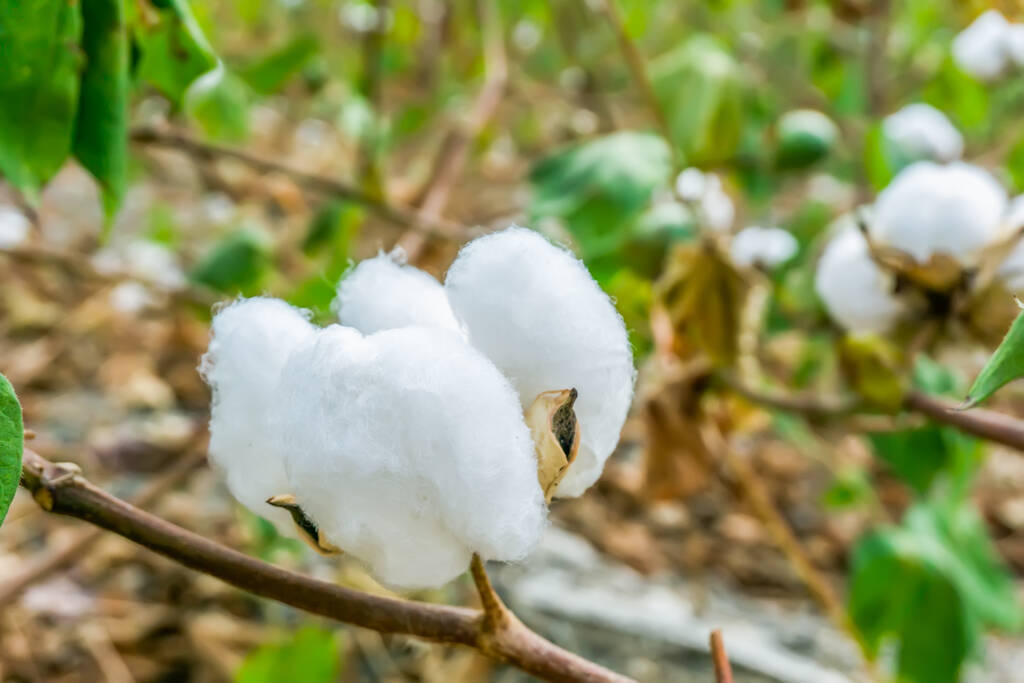 在基本面压制下 后市棉花有望呈现底部震荡格局