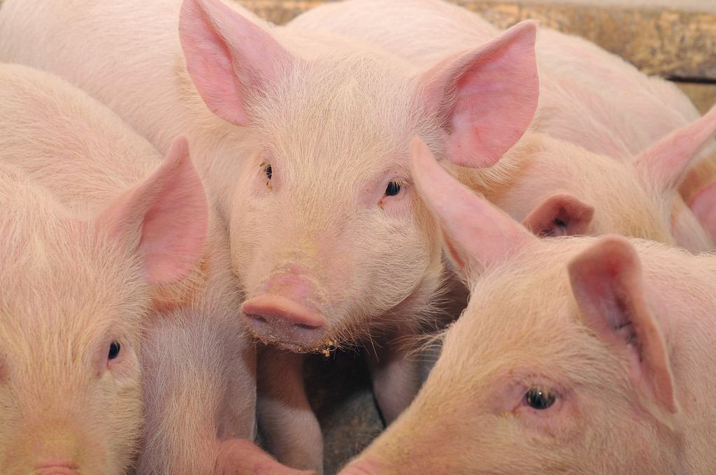 市场需求有一定回升 生猪短期或将延续震荡趋势