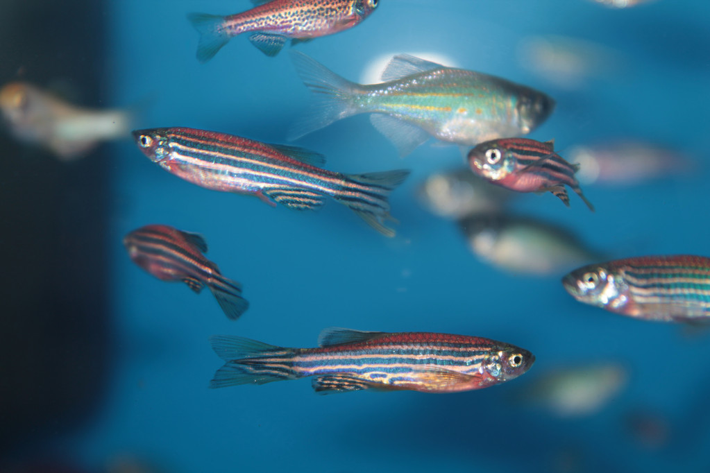 43天！“中國空間站”養(yǎng)斑馬魚時長打破德國記錄