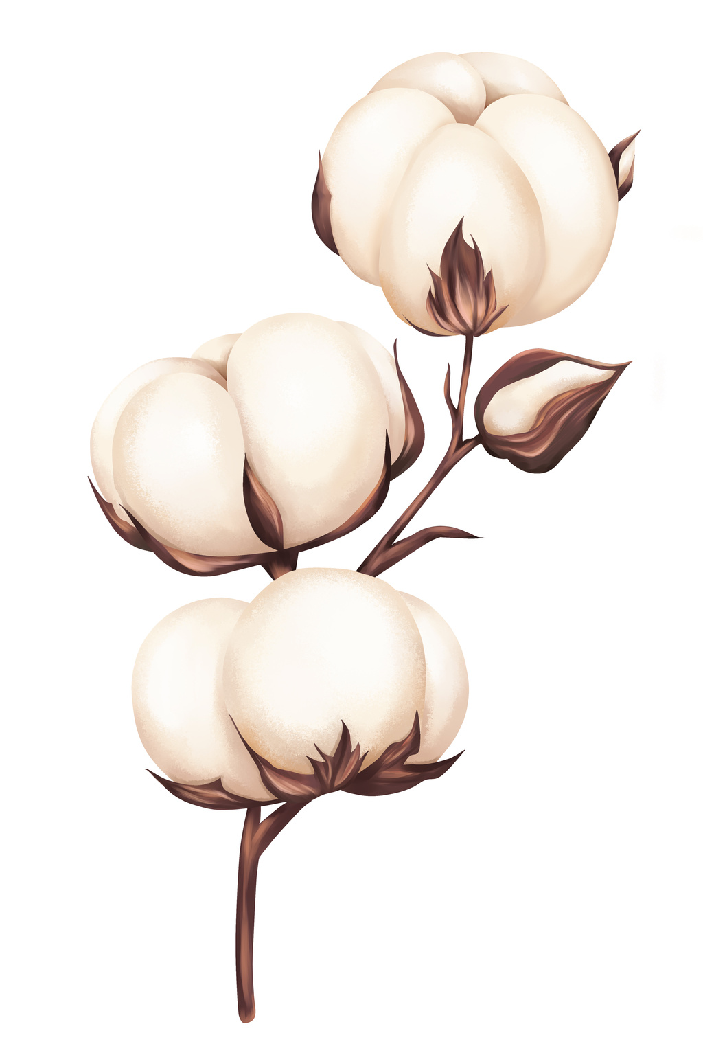 出口数据存支撑 棉花价格向下空间有限