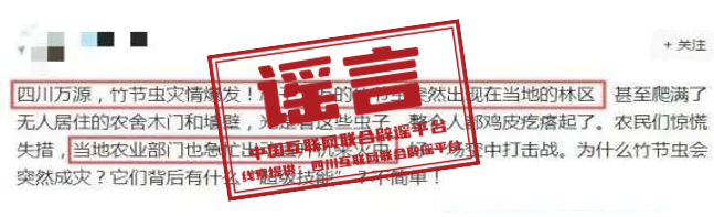 (2024年12月17日)今日辟谣:四川万源爆发竹节虫灾情?