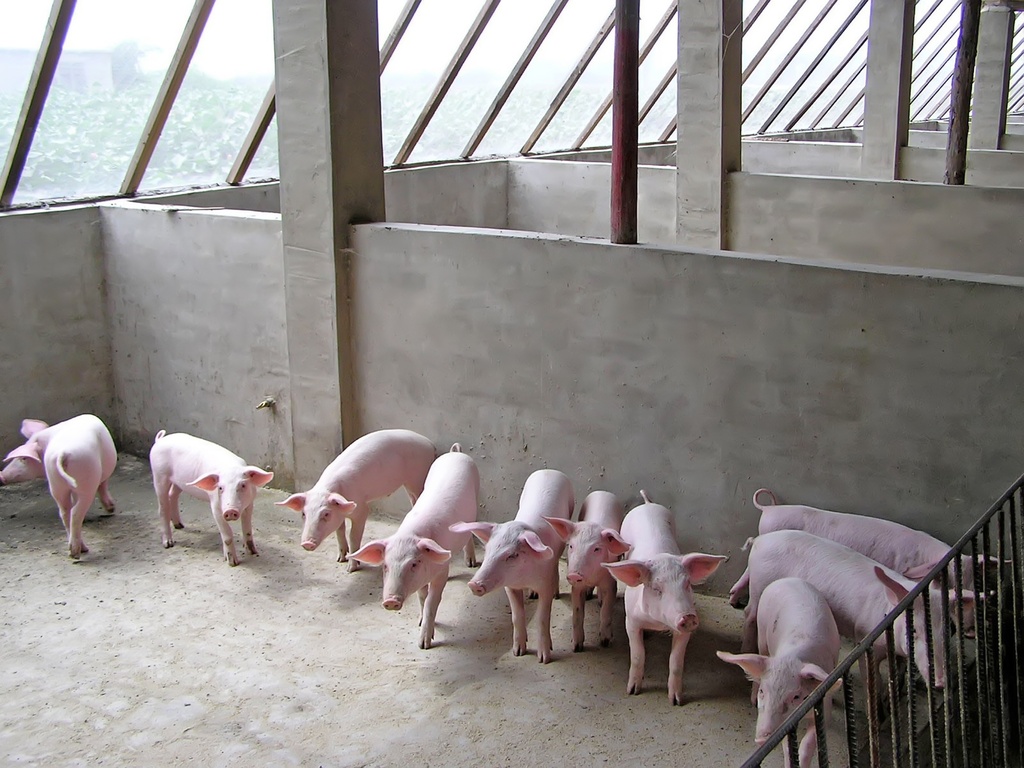 春节前供需延续宽松局面 生猪期价难有明显起色