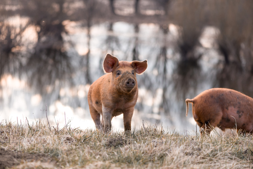 短期内消费旺季窗口缩短 生猪期价震荡偏弱运行