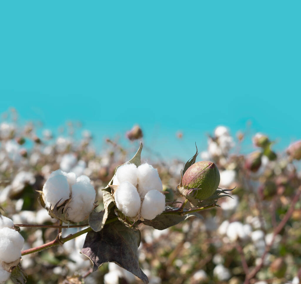 你是否知道棉花有这么多“隐藏技能”