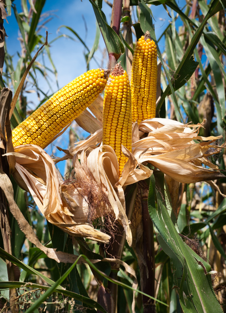 受收储扩大支撑 预计玉米盘面短期表现偏强