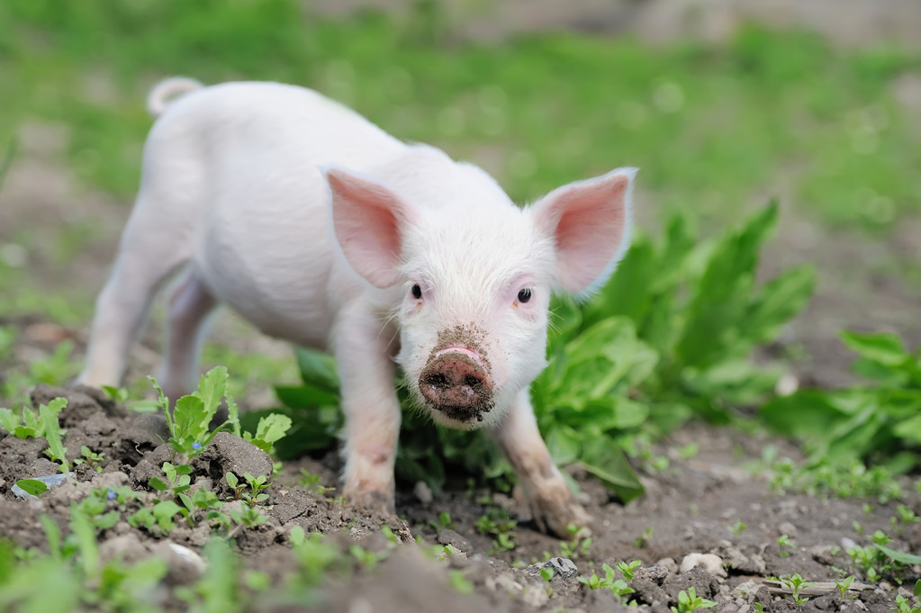市场需求仍显疲弱 预计生猪短期弱势格局未改