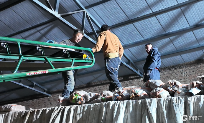 数字货运平台运满满：内蒙、云南、河北三地土豆发货量占全国62%