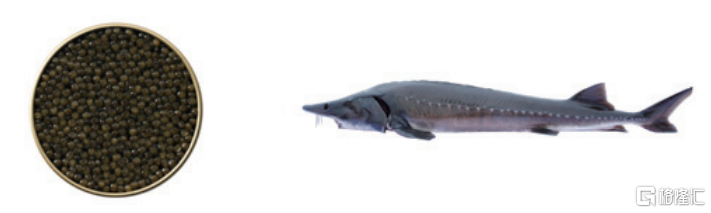 鲟龙科技港股IPO，为全球最大的鱼子酱企业，依赖海外市场