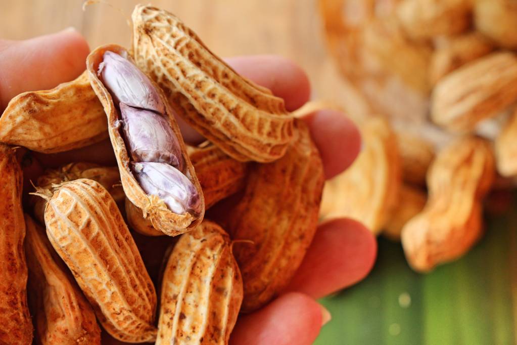 市场缺乏成交支撑 花生短期或将维持底部震荡