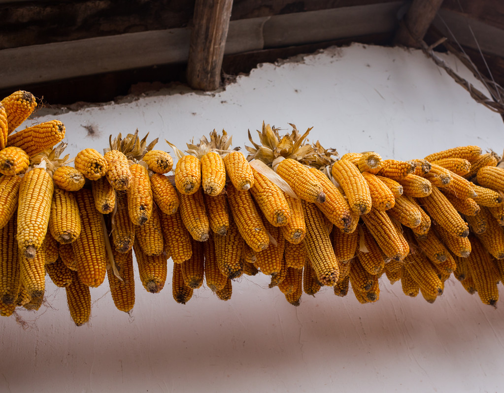 外运物流受限导致市场看涨情绪飙升 玉米稳中有涨