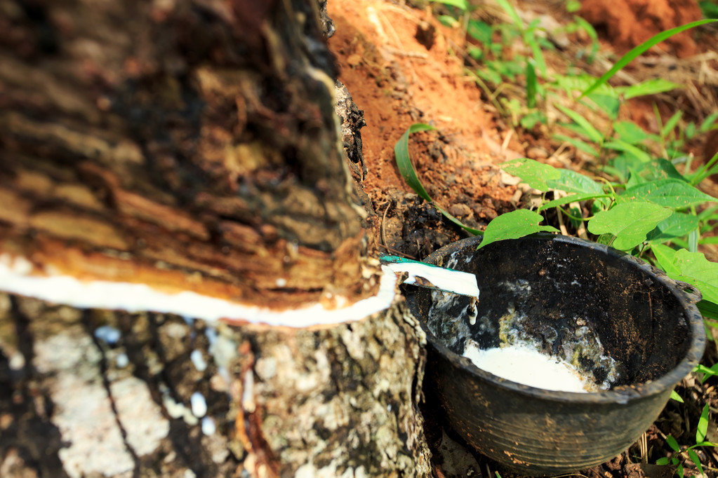 国内停割预期及宏观情绪向好 橡胶价格偏强震荡