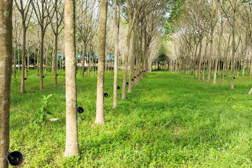 供应延续高位 预计合成橡胶维持区间震荡