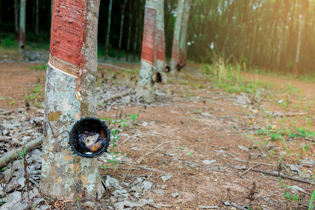 短期外部影响减弱 橡胶期货或维持震荡运行 (http://www.aodeek.com/) 期货 第1张
