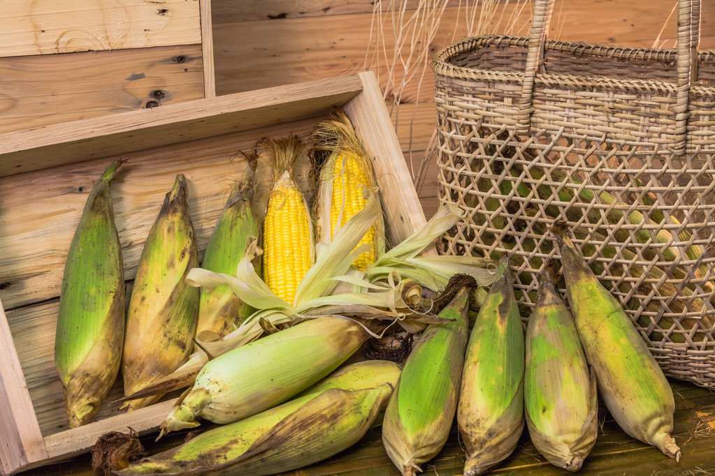 基本面缺乏新驱动 玉米期价持续低位筑底 (http://www.aodeek.com/) 期货 第1张