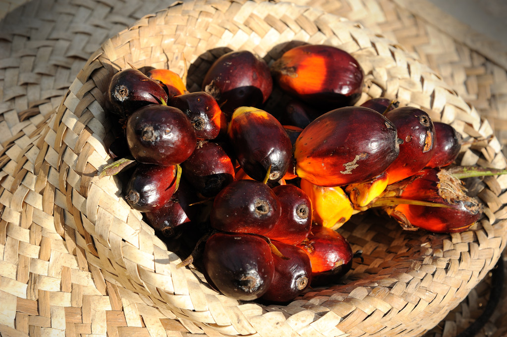 棕榈油主力大幅上涨 关注地缘和生柴政策情况