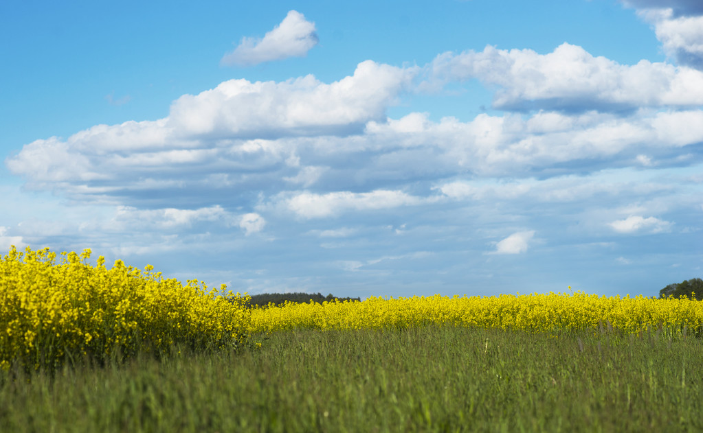 菜籽粕主力大涨 外盘油籽上涨支撑国内菜粕成本
