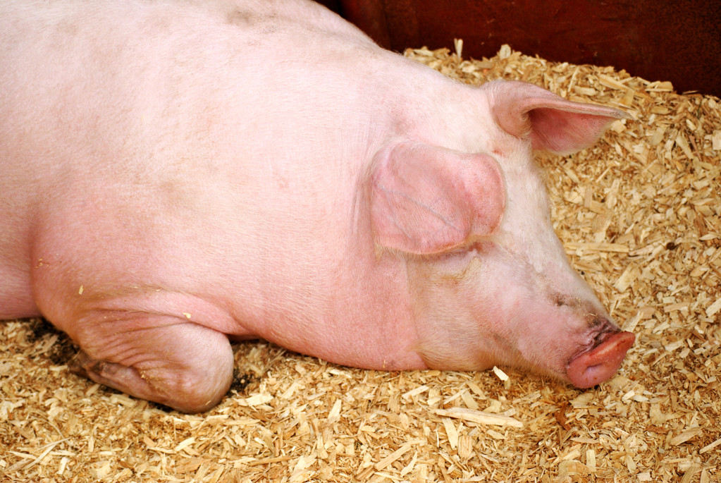 当前猪价上涨是“虚火”？短期反弹或由情绪驱动