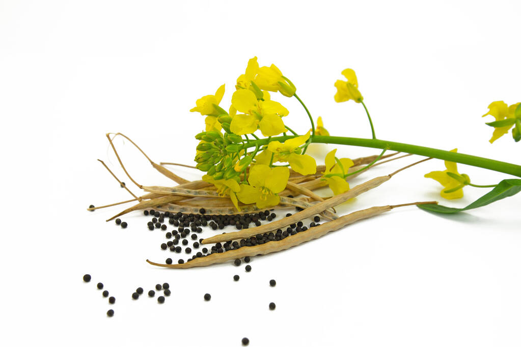 加拿大西部因潮湿难收割作物 菜籽粕节前观望为主
