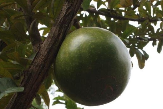 炸弹树(炮弹树为什么会爆炸)