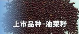 油菜籽