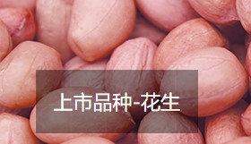 花生