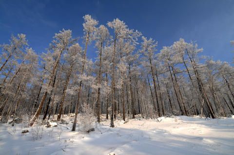 大兴安岭交通违章查询信息