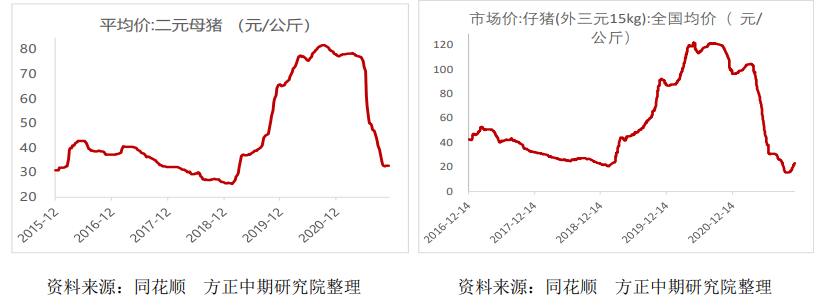 短期市场底部已确认 生猪区间温和震荡