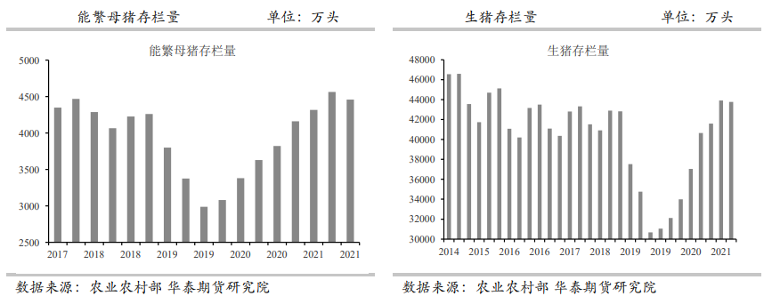 市场关注点转向中期供应压力 生猪反弹或临近尾声