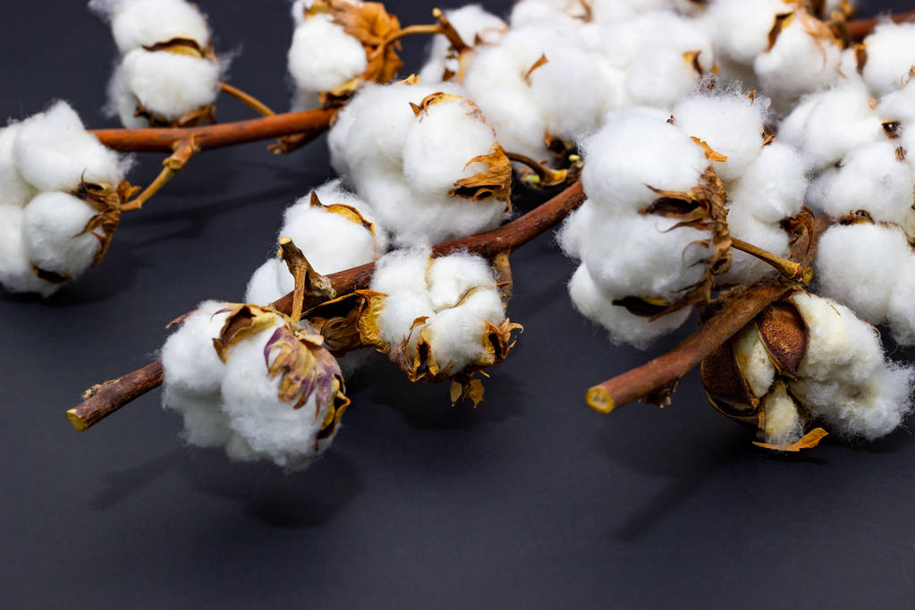 棉花市场整体偏强 美棉连续三日涨停收盘