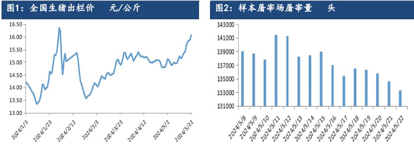 现货受压栏及二育影响提振 生猪期格或偏强为主