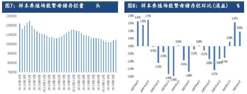 现货受压栏及二育影响提振 生猪期格或偏强为主