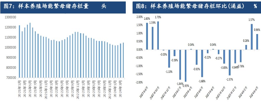 受产能持续去化利好支撑 生猪远月合约仍存较强预期