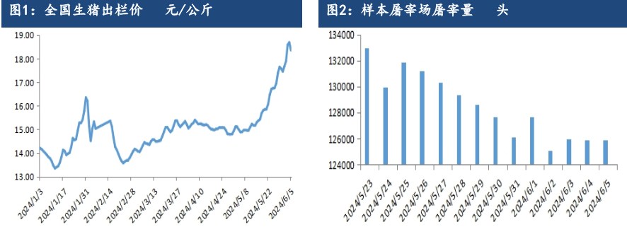 受产能持续去化利好支撑 生猪远月合约仍存较强预期