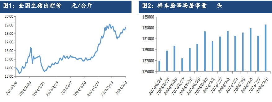 二育积极性或难维系 生猪或震荡调整为主