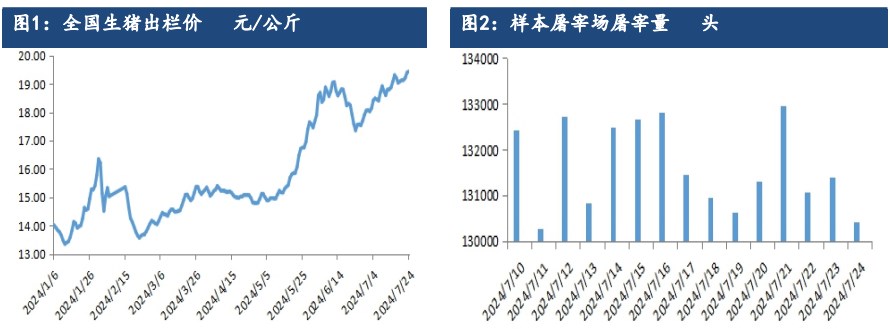 生猪远月合约仍存较强预期 跟随现货偏强为主