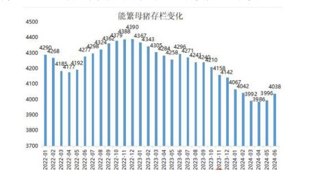 受生猪产能去化影响 生猪市场供应偏紧