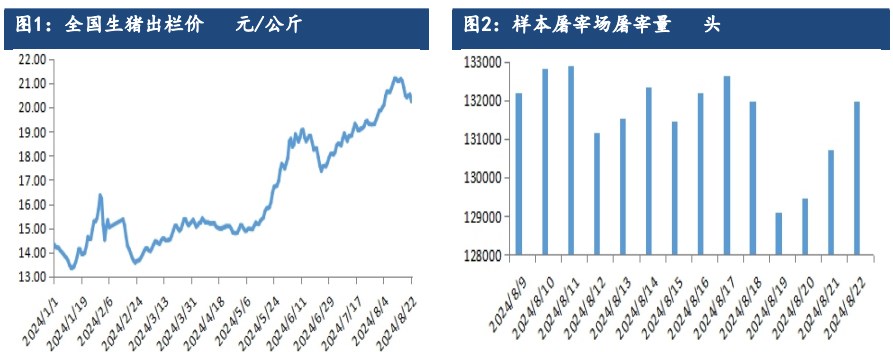 受产能持续去化利好支撑 生猪远月合约仍存较强预期