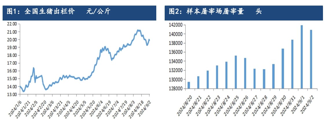 生猪终端消费稍有提振 期价跟随现货偏强为主