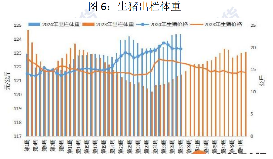 生猪市场供需格局较为宽松 盘面大幅回落