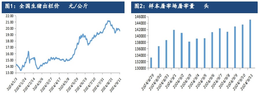 生猪产能持续去化利好支撑 远月合约仍存较强预期