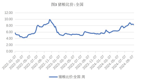 生猪需求释放无法匹配供应增量 玉米收购价延续弱势