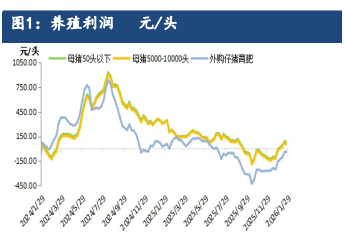 终端春节备货增量明显 生猪价格探底回升