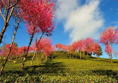 云南腾冲樱花谷旅游攻略_云南腾冲樱花谷在哪
