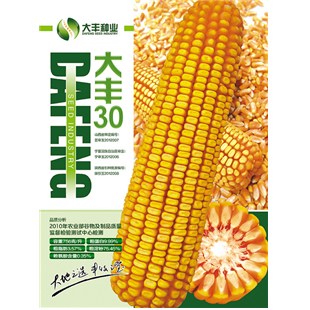 大丰30玉米